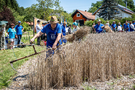 Dobrovnik - 2000 semen - ZETEV 2025-1174786